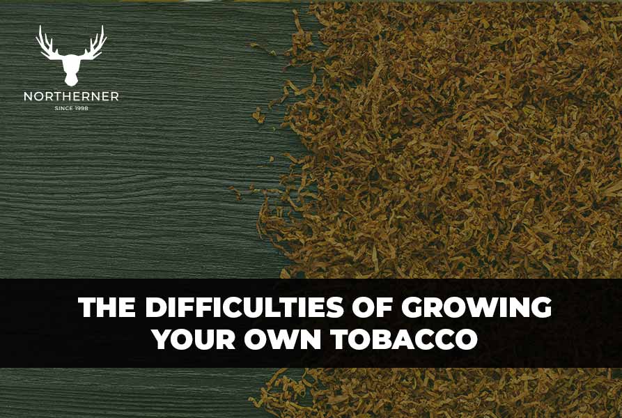 how to grow tobacco