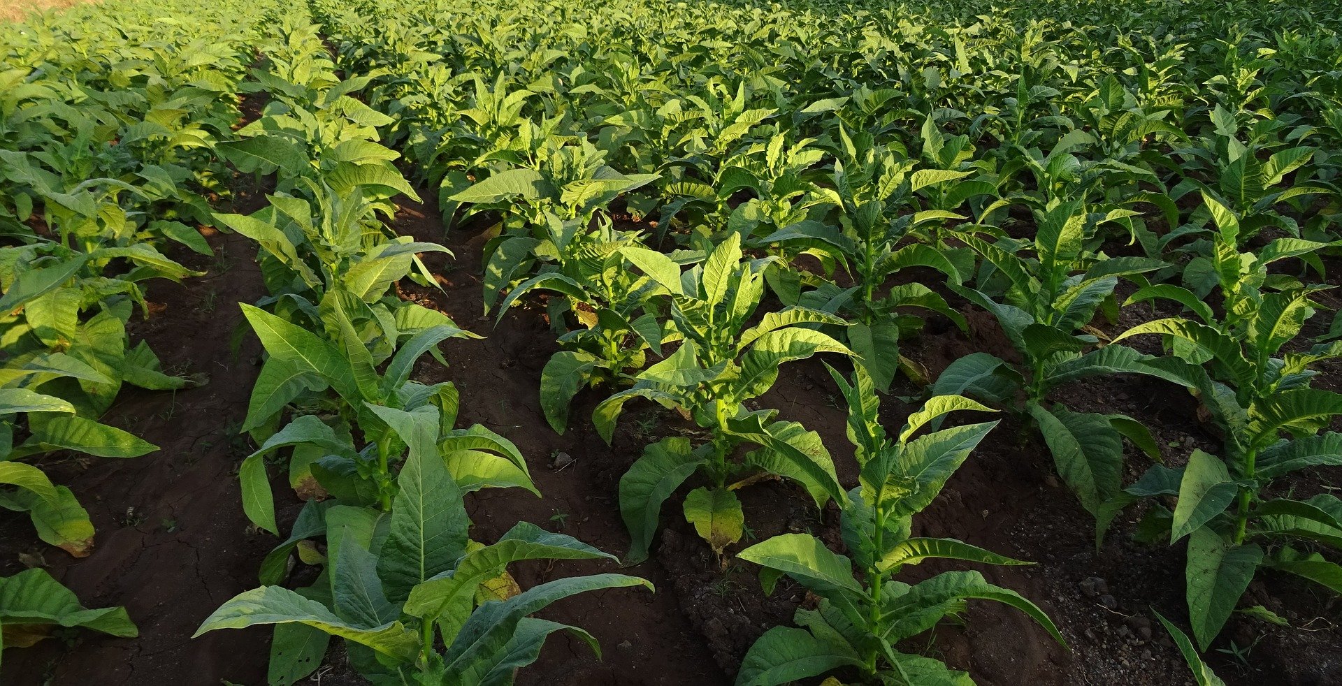 Dipping Tobacco Production How it works The Northerner